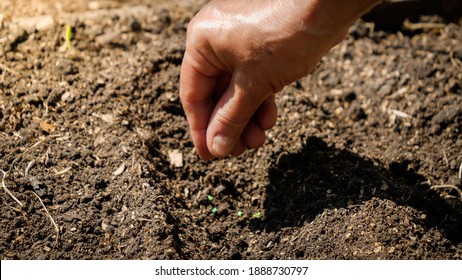 Female hand seeding organic vegetable seeds in fertilized soil at garden bed. Sowing and plantind seeds at backyard garden.