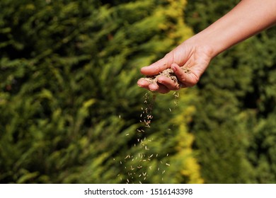 Female Hand Sowing Grass Seeds. Sowing Grain.