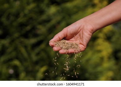 Female Hand Sowing Grass Seeds. Sowing Grain.