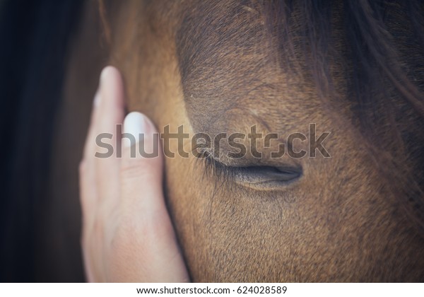 茶色の馬の頭をなでる女の手 馬の接写 目を閉じる の写真素材 今すぐ編集