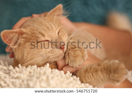 Female hand stroking cute cat, close up view