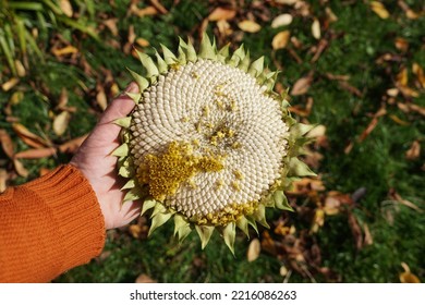 Female Hand With A Sunflower. Plant With White Seeds In The Garden. - Shutterstock ID 2216086263