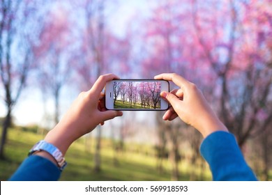 Female Hand Take Photo Spring Cherry Blossom Or Sakura Field By Smart Phone