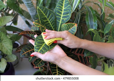 Female Hand Takes Care Of Indoor Plants.