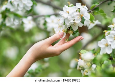 A female hand touches a blossoming apple tree branch with white flowers in the foreground of the painting. - Powered by Shutterstock