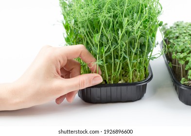 豆苗 Hd Stock Images Shutterstock