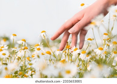 female hand touching daisies in the field, close-up