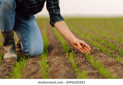 Female hand touching green leaves of young wheat in the field close-up. Woman agronomist examining plant sprout. Concept of natural farming, agriculture. - Powered by Shutterstock