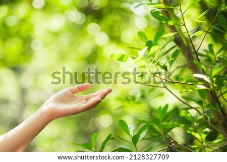 Female hand touching leaf of nature with sunlight. Green environment mangroves forest background. Global warming environment concept. Sustainable coexistence between man and nature