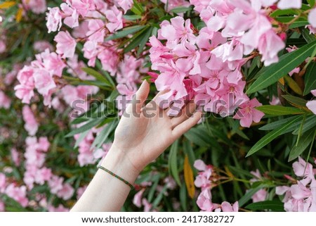 female hand touching soft pink flowers of blooming tree common oleander spring blossoming botanical garden Nerium oleander