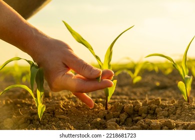 Female hand of vegetable grower touching corn seedlings close-up. Woman agronomist examining plant sprout in cornfield, new crop. - Powered by Shutterstock