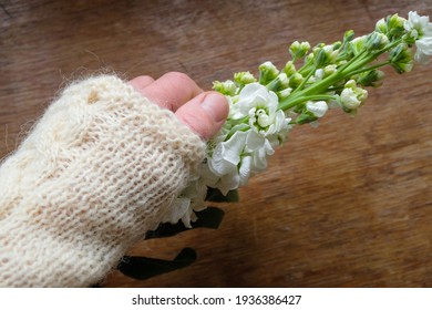 Female Hand With White Matthiola On A Wooden Background. White Woolen Sweater Sleeve. Top View. Copy Space.