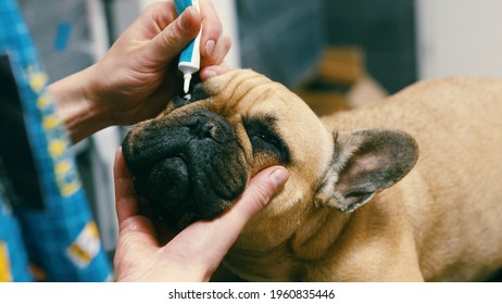 Female hands applying anti-dry drops into dog eyes. Examination on veterinary clinic, taking care about domestic animals.  - Powered by Shutterstock