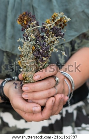 female hands with a bunch of dry medicinal herbs
