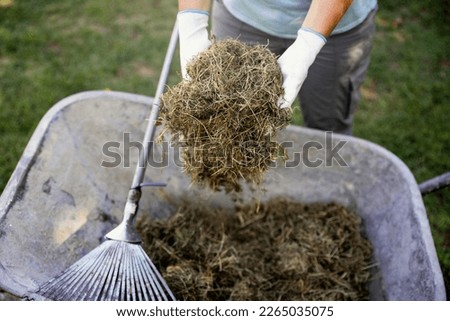 Female hands collecting Fresh cut lawn in Garden wheelbarrow  for a compost bin. Composting grass for more lawn benefits and quick clean up. Using Dried Grass Clippings As Mulch. Above view