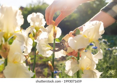 A female hands cuts off the dried flowers on the iris bushes with a secateur. Sunlight. Close up. The concept of summer gardening. - Powered by Shutterstock