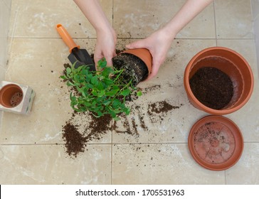 Female Hands Doing Some Gardening. Changing The Pot Of Mini Rose By Moving The Flower To A Bigger And New Ones. Home Garden, Plants. Decoration. Hobby, Way For Relaxing. Flat Lay, Top View.