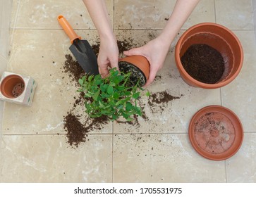 Female Hands Doing Some Gardening. Changing The Pot Of Mini Rose By Moving The Flower To A Bigger And New Ones. Home Garden, Plants. Decoration. Hobby, Way For Relaxing. Flat Lay, Top View.