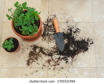 Female Hands Doing Some Gardening. Changing The Pot Of Mini Rose By Moving The Flower To A Bigger And New Ones. Home Garden, Plants. Decoration. Hobby, Way For Relaxing. Flat Lay, Top View.