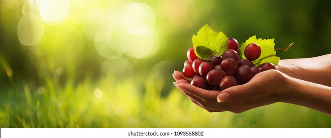 Female Hands with Freshly Harvested Red Grapes. Grapes Harvest