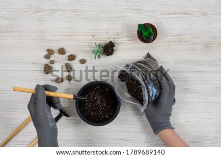 Female hands in gray gardening gloves pour the earth into a pot for planting a cactus. Transplanting cacti. Gardening tools shovel, rake, pot, cacti, cacti on a white wooden background. Suculents.