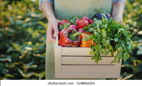 Female hands hold a box with fresh vegetables and herbs. Organic farm products