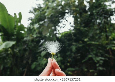 Female hands hold a flower against the background of a green tree. Copy space, close up macro flower. Woman's hand with holding small flowers in the center of green background, top view. - Powered by Shutterstock