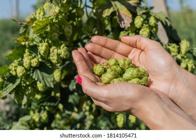 Female hands hold hop cones in their palms. - Shutterstock ID 1814105471