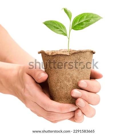 female hands hold a peat pot with a young sprout, on a white isolated background