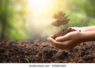 Female Hands Hold Plant Growing In Soil. Care Of The Environment. Ecology Concept