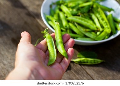 
Female hands hold pods of green peas on wooden background with copy space, vegan food and healthy organic products concept. Harvesting.