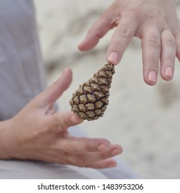 Female hands hold a triangular-shaped pine cone
