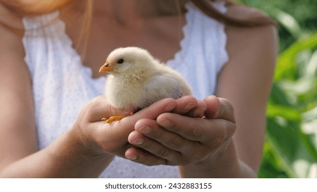 Female hands holding adorable yellow baby chick little chicken outdoor summer park closeup. Woman arms stroking cute small poultry fowl winged farm animal Easter at countryside nature field with trees