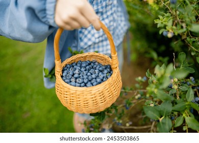 Female hands holding a basket with blueberries. Picking fresh berries on organic blueberry farm on warm and sunny summer day. Fresh healthy organic food. Family activities in summer. - Powered by Shutterstock