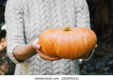 Female Hands Holding Beautiful Freshly Picked Organic Orange Pumpkin Outdoors, Close Up. Thanksgiving Or Halloween Holiday Preparations. Autumn Seasonal Healthy Homegrown Food.