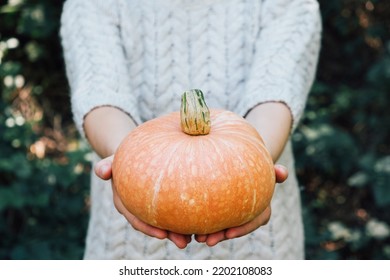 Female Hands Holding Beautiful Freshly Picked Organic Orange Pumpkin Outdoors, Close Up. Thanksgiving Or Halloween Holiday Preparations. Autumn Seasonal Healthy Homegrown Food.