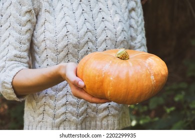 Female Hands Holding Beautiful Freshly Picked Organic Orange Pumpkin Outdoors, Close Up. Thanksgiving Or Halloween Holiday Preparations. Autumn Seasonal Healthy Homegrown Food.