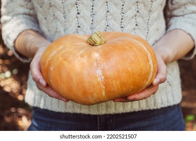 Female Hands Holding Beautiful Freshly Picked Organic Orange Pumpkin Outdoors, Close Up. Thanksgiving Or Halloween Holiday Preparations. Autumn Seasonal Healthy Homegrown Food.