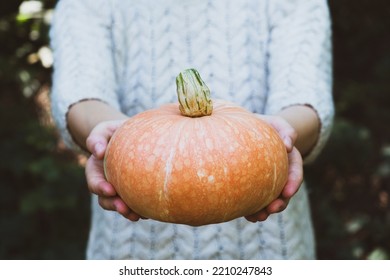 Female Hands Holding Beautiful Freshly Picked Organic Orange Pumpkin Outdoors, Close Up. Thanksgiving Or Halloween Holiday Preparations. Autumn Seasonal Healthy Homegrown Food.