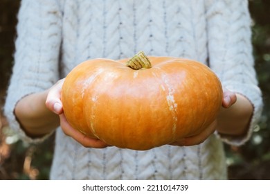 Female Hands Holding Beautiful Freshly Picked Organic Orange Pumpkin Outdoors, Close Up. Thanksgiving Or Halloween Holiday Preparations. Autumn Seasonal Healthy Homegrown Food.