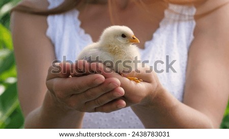 Female hands holding cute little yellow chick baby chicken outdoor summer park closeup. Adorable farm bird fluffy newborn poultry winged hen tiny animal small curious fowl with beak in woman arms