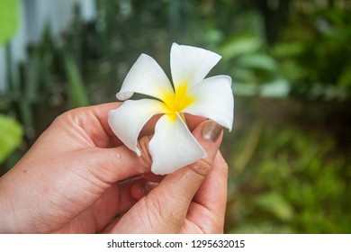 Female Hands Holding Exotic Flower, Plumeria