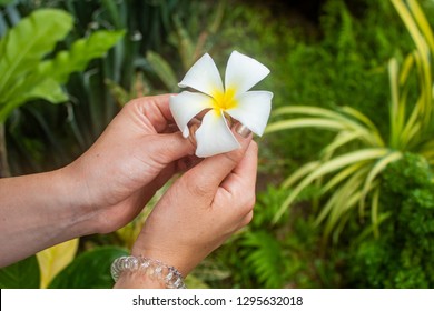 Female Hands Holding Exotic Flower, Plumeria