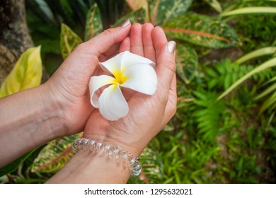 Female Hands Holding Exotic Flower, Plumeria