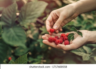 Female hands holding fresh red raspberries on background branch of berries at sunset. Freshly harvest. Healthy eating, dieting fruits, toning, close up