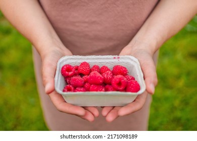 Female hands holding fresh red raspberries in eco paper box on background branch of berries at sunset. Freshly harvest. Healthy eating, dieting fruits 