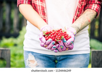 Female hands holding fresh redcurrant fruits in garden.