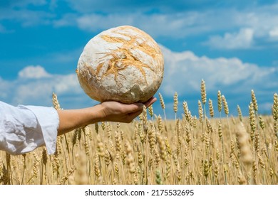 Female Hands Holding Home Baked Bread Loaf Above Ripe Wheat Field. World Food Security Concept. 