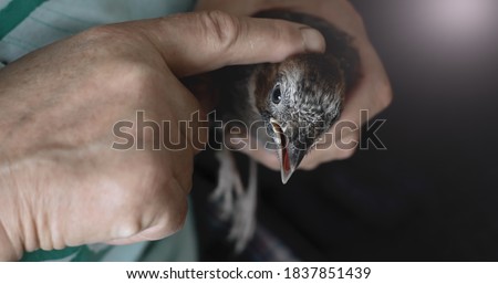 Female hands are holding a small jay. The bird opens its beak.