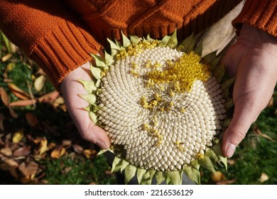 Female Hands Holding A Sunflower. Plant With White Seeds In The Garden. - Shutterstock ID 2216536129